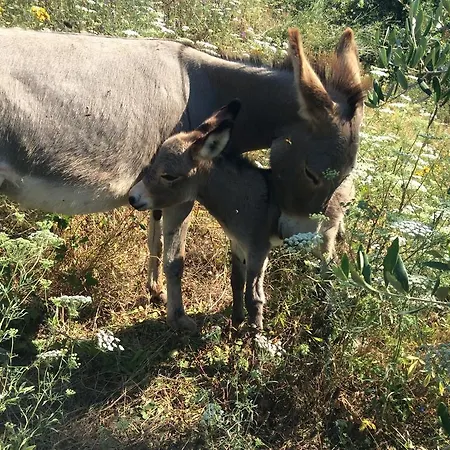 팜스테이 Agriturismo Casa Ferrari